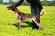 NERDA Hubertowka znad Parsety (Archie Keiviento x Fiona Kajminia)