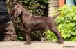 GINA z B�ilick� Z�toky - 6 tyg. (Archie Keiviento x Brita z Potonskiej Luky)