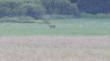 Moje pierwsze w �yciu spotkanie z rysiem na wolno�ci