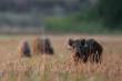 08-08-2015 Tryptyk I  Infantylne obserwowanie pasiak�w