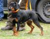 URSA Go�cza Ostoja
