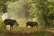 Pierwszy raz widzia�em jak locha zrywa ga��zie i podaje je warchlakom. Ps. oczywi�cie najpierw stoczy�y walk� o t� nagrod� :-)