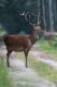 ten to namiesza� w koronach :-)