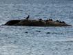 Edredony i kormoran.