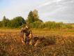 po�egnanie wakacji 30.08.2015 ,pi�kny pogodny poranek obfituj�cy w emocje my�liwskie , dublet do dzik�w ...Pozdrawiam Darz BOR!