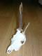 Rogacz strzelony na go�cinnych wyst�pach.