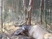 Co prawda zesz�oroczny byk, ale wyceniony na br�z. Za 3 dni urlop i wracam do Polski. Sam nie wierze w to, �e w 4 dni uda si� strzeli� konkretnego selekta, ale licz� na przychylno�� �w. Huberta, kt�ry zawsze mnie zaskakuje:)