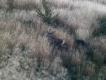 By� z trzema �aniami. Zbyt du�a odleg�o�� i dlatego taka s�aba jako��.
Darz B�r!