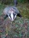 13-09-2015 niespodziewane spotkanie z le�nym zorro, sk�rka ju� jest ok ale sad�a na razie brak. 