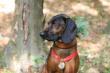 Radomska Krajowa Wystawa Ps�w Rasowych 
National Dog Show (CAC)
I��a 06.09.2015
Ocena Dokona�a Klasa U�ytkowa Lokata I Najlepszy Doros�y Pies CWC/CAC