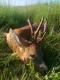 Niestety wyjecha� z kraju. Wystawiony dewizowcowi 17.05.2013