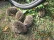 A tak wygl�da�y po ujawnieniu si�...5...6...a po 3 dniach juz 7. A matka da�a w d�ug� !!!