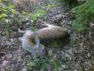 Od kilku lat mamy w planie daniele, a to m�j pierwszy daniel.