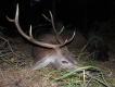 S�aby �smak strzelony z podchodu...