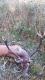16NOK waga tuszy 145,wieniec dzie� po preparacji 7,9kg