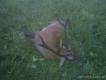 byk w 2 klasie z zesz�orocznego rykowiska.10NJK