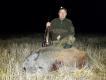 Warchlak m�ski 38kg wyj�ty z watachy o 23:40 na sciernisku po owsie. 