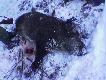 strzelony dzik