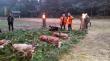 Pokot z pierwszego dnia: 3 byki 1 �ania 2 lisy 