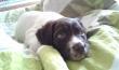 I w ko�cu dorobi�em si� psa my�liwskiego :) suczka rasy ma�y musterlander :)