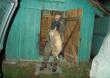 Bo jeszcze Kto� pomy�li,�e na  BORSUKI nie poluj� - prosz� tak nie my�le�  DB :-)