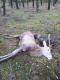 Tym razem obs�ugiwa�em polowanie dewizowe w okolicach Wa�cza. Arti do�o�y� do pokotu dzika, kt�ry nie zaznaczy� strza�u i nie zostawi� na zestrzale �adnej farby a le�a� po 100 m oraz byka strzelonego na w�trob�. Prace proste, kr�tkie i efektywne.