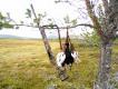 Zdj�cie 4.
Skrzekot, por�wnanie z wielko�ci� pardw mszarncyh - niestety nie mia�em wtedy ani g�uszc�w ani cietrzewi..
Opis pod ca�� galeri�.
Skrzekoty - koguty "p�nocne" s� du�o mniejsze od 'po�udniowych', wielko�ci du�ego cietrzewia, maj� jak cietrzew granatow� pier�, ale korale wielko�ci g�uszcowych i ogon to g�uszcowy wachlarz, a nie cietrzewia lira.