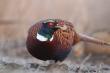 Bia�obrewy. Kilka kogut�w widzia�em ale bia�obrewy by� tylko ten.