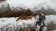 �wi�to Trzech Kr�li nie mog�o si� zacz�� inaczej jak od wsp�lnych �ow�w z tat�, Rano zasiadka na jelenie, a p�niej w drog�. Po kilku chwilach tata zauwa�a lisa le��cego na stogu. Szybka decyzja, auto schowane za pryzm� obornika. Sztucer, pastora� i wabik Predator do r�k. Kr�tki wab i lis rusza biegiem w moim kierunku. Zanim z�o�y�em si� do strza�u, lis by� na wyci�gni�cie r�ki :) BAHHH i pierwszy przechera le�y. Jakie� 15 min p�niej analogiczna sytuacja,  i kolejny spisuje testament. Kiedy tato robi� to zdj�cie na drodze sta� ju� kolejny, ale na szybk� akcj� by�o za p�no - ju� nas obserwowa�. Kilka chwil p�niej tato potarmosi� jednego, a w sumie widzieli�my 6 lis�w (jeden ni�s� kur� i wabik totalnie go nie interesowa�). Dzi� ruszam ponownie bo spad�o 10cm �niegu, a do ko�ca nie wiadomo jak d�ugo pokrywa �nie�na si� utrzyma. Darz B�r 
