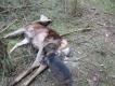Ostatnie dewiz�wki ju� za nami - sezon sko�czony. Koniec pie�ni, game over. Na zako�czenie na przedostatnim polowaniu podnie�li�my 3 proste �anie jelenia. Na ostatnim polowaniu byli�my bezrobotni. Do nast�pnego sezonu :)