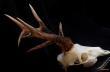 drugie z�oto, karta wyceny na nast�pnym zdj�ciu