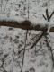 Arti wypracowa� odbicie ze �wierk�w na skarp� i wychodz�c na wysoki drzewostan ponownie zauwa�y�em farb�. To by� sz�sty kilometr poszukiwa� i w ko�cu za�adowa�em bro�. Pomy�la�em, �e teraz p�jdzie szybko - 700 m do kilometra i b�dzie �ania. Po 500 metrach znalaz�em �o�e i dalej ju� z odbezpieczon� broni� szed�em wolno po tropie rozgl�daj�c si� dooko�a w poszukiwaniu zguby. Po oko�o 200 metrach ujrza�em co� co wprawi�o mnie w os�upienie....na zdj�ciu - przej�cie �ani przez zwalone drzewo. K�oda le�a�a na wysoko�ci uda. Miejsce postrza�u ju� z grubsza jasne.