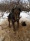  riko w �ywiole 2 lisy do przodu dla nas :)