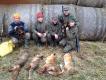 Dzisiejsze polowanie na lisy. Polowa�y Fuzja (Sparta) �owiecka �y�ka oraz Aris �wi�tokrzyska Duma