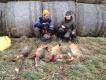 Dzisiejsze polowanie na lisy. Polowa�y Fuzja (Sparta) �owiecka �y�ka oraz Aris �wi�tokrzyska Duma