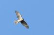 Krogulec samica 06-02-2016
