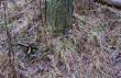 10.02.16r. Jest pierwszy ale zesz�oroczny.