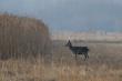 21-02-2016. Oceniaj�cych wiek byka to jest sporo. A wiek �ani?