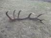 22.02.2016 14-stak 3.92kg jest pierwszy �wie�y  znaleziony na lesie 