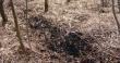 07,03,16r Wracaj�c do domu przeje�d�a�em obok m�odnika i zauwa�y�em dzisiejsze przej�cie jeleni,sprawdzi�em te przej�cie i po kilkunastu metrach ukaza� mi si� taki 14-stak 2,3kg(12)