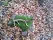 07.03.2016r. Brata pierwszy �wie�y w tym sezonie 