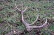 12-03-2016 taki 10-taczek mi si� trafi� tylko 1.20 kg
