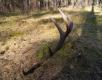 13-03-2016 Niedzielny wypad na nowy teren i s� rezultaty:) �adnie ubarwiony 12-stak z ob�amanym nadoczniakiem , waga 2,12 kg d�ugo�� 95 cm.