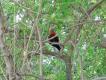 Zdj�cie 116.
To nie jest zielonon�ka kuropatwiana, lecz kur Bankiwa (Gallus Gallus), przodek drobiu domowego. Wielko�ci ba�anta, i lataj�cy r�wnie sprawnie. W por�wnaniu z drobiem podw�rkowym ma wyra�nie d�u�sze cieki, d�u�szy ogon, mocniejsze skrzyd�a i pi�kne filety :-) Zdj�cie z d�ungli w Bengalu.
