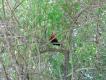 Zdj�cie 117. To nie jest zielonon�ka kuropatwiana, lecz kur Bankiwa (Gallus Gallus), przodek drobiu domowego. Wielko�ci ba�anta, i lataj�cy r�wnie sprawnie. W por�wnaniu z drobiem podw�rkowym ma wyra�nie d�u�sze cieki, d�u�szy ogon, mocniejsze skrzyd�a i pi�kne filety :-) Zdj�cie z d�ungli w Bengalu.