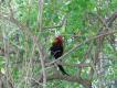 Zdj�cie 118. To nie jest zielonon�ka kuropatwiana, lecz kur Bankiwa (Gallus Gallus), przodek drobiu domowego. Wielko�ci ba�anta, i lataj�cy r�wnie sprawnie. W por�wnaniu z drobiem podw�rkowym ma wyra�nie d�u�sze cieki, d�u�szy ogon, mocniejsze skrzyd�a i pi�kne filety :-) Zdj�cie z d�ungli w Bengalu.