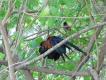 Zdj�cie 121. To nie jest zielonon�ka kuropatwiana, lecz kur Bankiwa (Gallus Gallus), przodek drobiu domowego. Wielko�ci ba�anta, i lataj�cy r�wnie sprawnie. W por�wnaniu z drobiem podw�rkowym ma wyra�nie d�u�sze cieki, d�u�szy ogon, mocniejsze skrzyd�a i pi�kne filety :-) Zdj�cie z d�ungli w Bengalu.