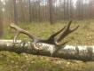 21.03.2016 kolejny 14-stak ten te� nagrywany na rykowisku i ju� by� bez nadoczniaka. 2.1kg