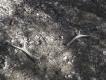 1.04.2016 taki diabe�ek mi si� trafi�