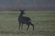 Z miesi�c temu po ciemku zobaczy�em koz�, kt�r� pos�dzi�em o poro�e. Ale to mo�e jest ta koza z dziwnymi �y�kami. 03-04-2016